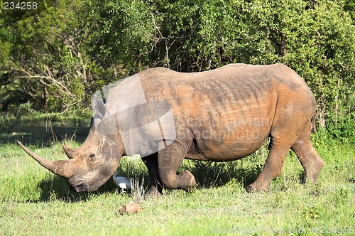 Image of rhino on the greens