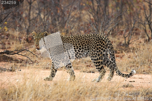 Image of Lady Leopard