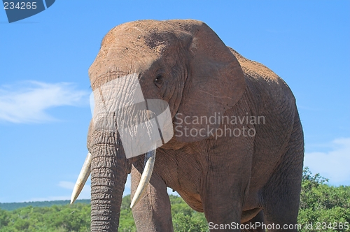 Image of mighty elephant