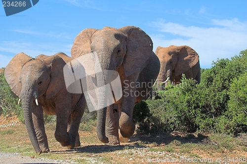 Image of elephant trio