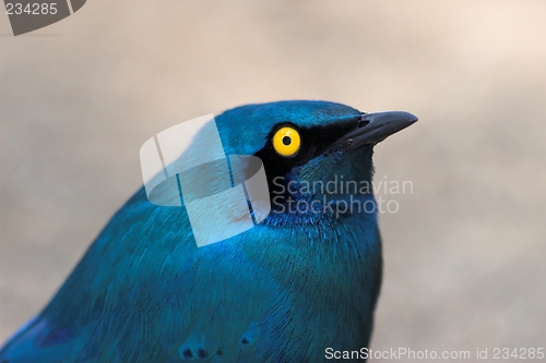 Image of Glossy starling