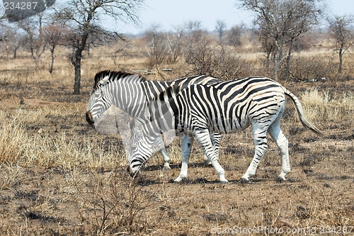 Image of zebra meal time