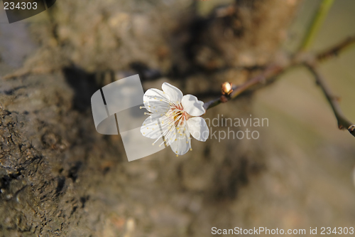 Image of Plum flower