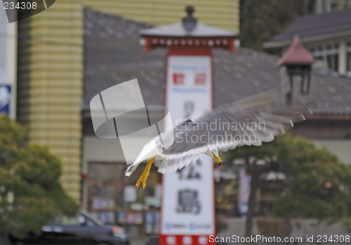 Image of Seagull flight in an Asian town