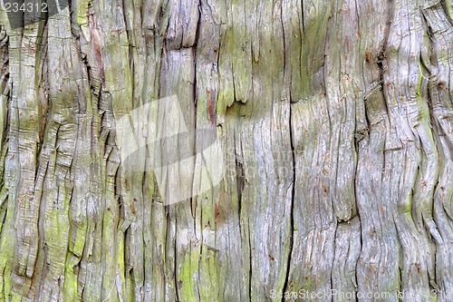 Image of Old tree texture