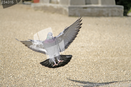 Image of Landing pigeon