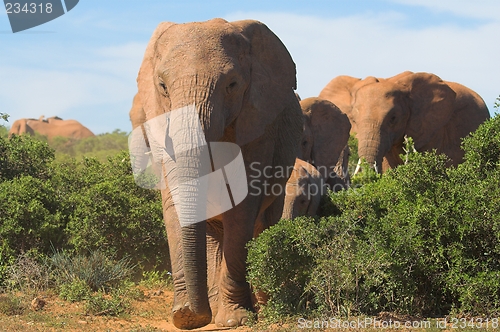 Image of elephants