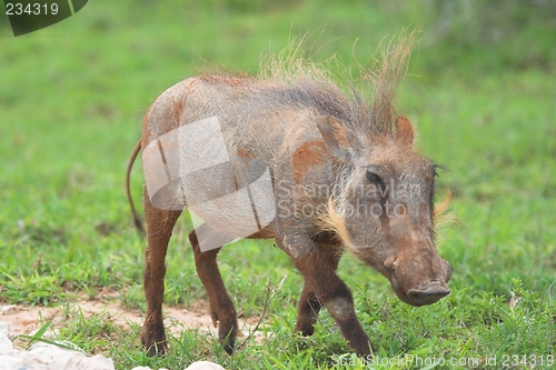 Image of trotting warthog