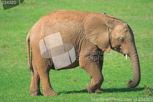 Image of baby elephant
