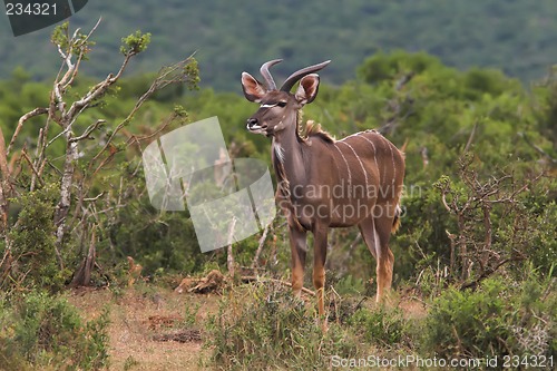 Image of male kudu