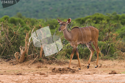 Image of female kudu