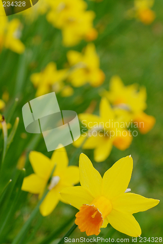 Image of narcissus daffodil