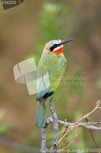 Image of white fronted bee eater
