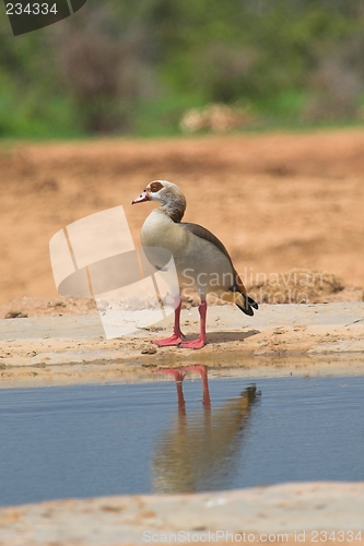 Image of egyptian goose with reflection