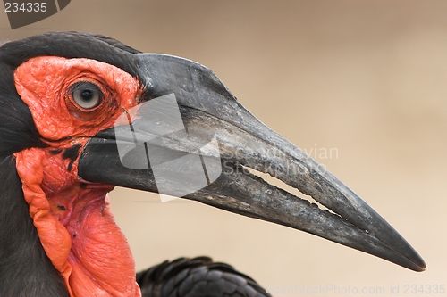 Image of Hornbill side profile