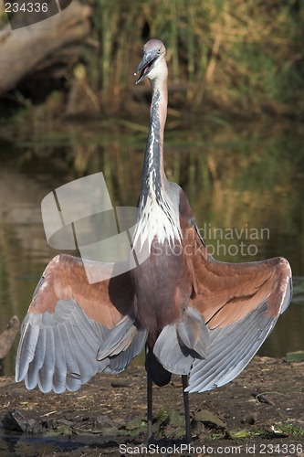 Image of goliath heron