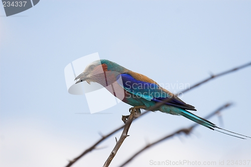 Image of lilac breasted roller