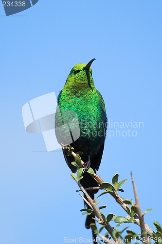 Image of malachite sunbird