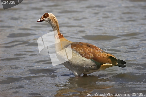 Image of egyptian goose