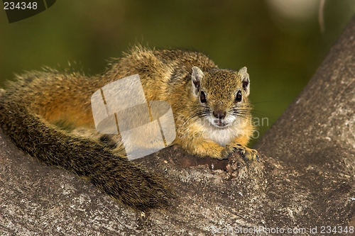 Image of tree squirrel