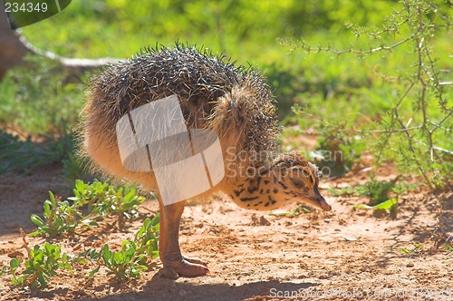 Image of baby ostrich