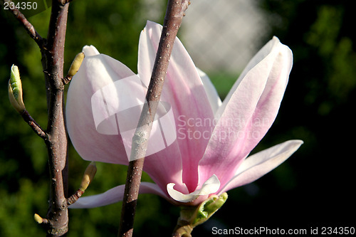 Image of Magnolia