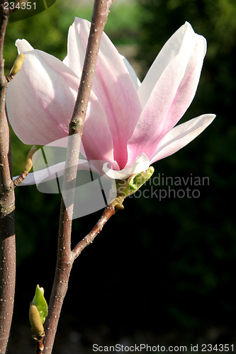 Image of Magnolia