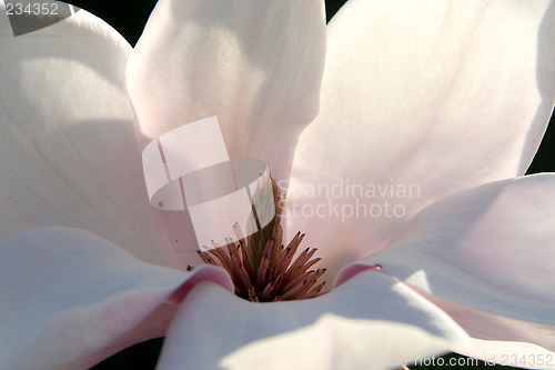 Image of Magnolia