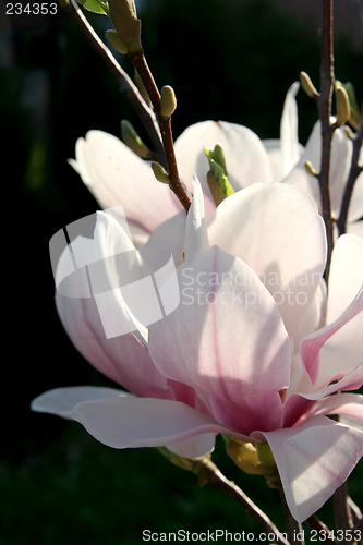 Image of Magnolia