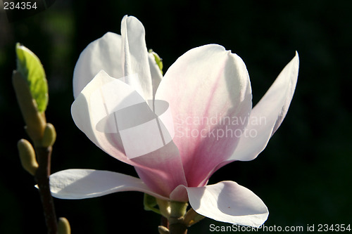 Image of Magnolia