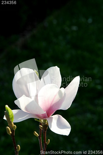 Image of Magnolia