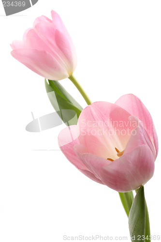 Image of spring