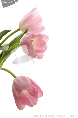 Image of spring