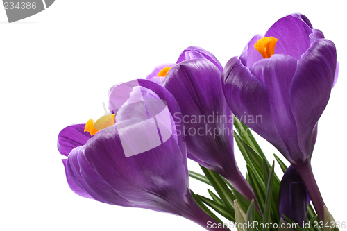 Image of spring!
