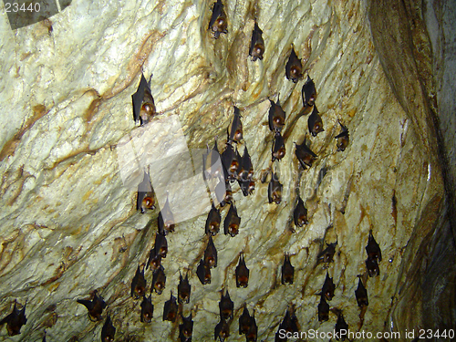 Image of Bats in a bat cave