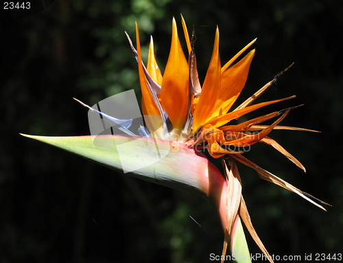 Image of Strelitzia