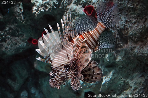 Image of lionfish