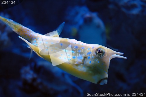 Image of tropical yellow fish