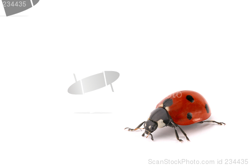Image of ladybug