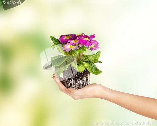 Image of woman's hands holding flower in soil