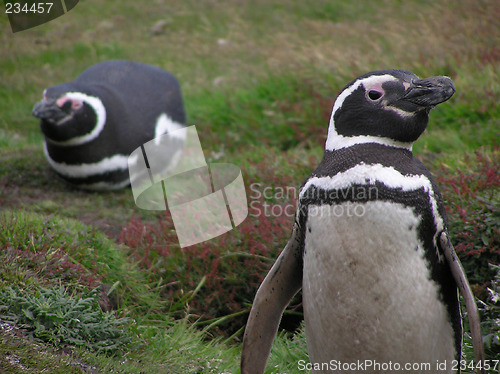 Image of Penguins