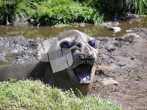 Image of Elephantseal