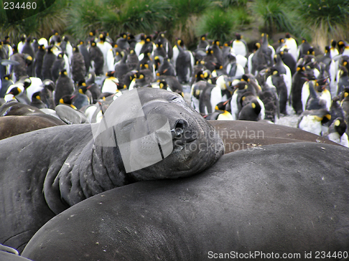 Image of Elephantseal