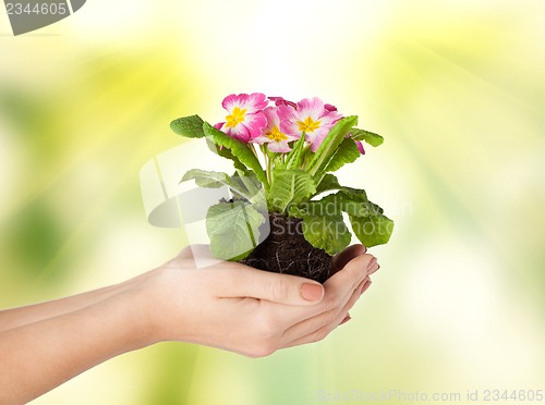 Image of woman's hands holding flower in soil