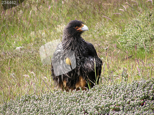 Image of Bird on the Falkland Islands