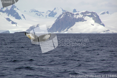 Image of Whale in Antarctica