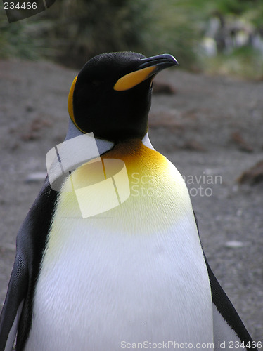 Image of King Penguin