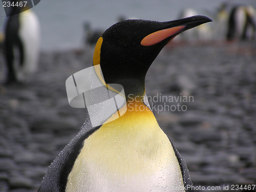 Image of King penguin