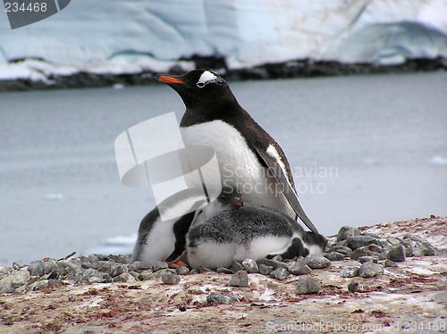 Image of Penguins