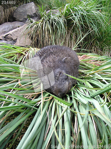 Image of Seal pup